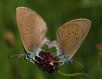 Phengaris nausithous Brgstr. adulte - �Fran�ois Spill