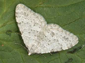 Nebula nebulata Tr. adulte - �Daniel Morel