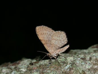 Euchoeca nebulata Scop. adulte - �Philippe Mothiron