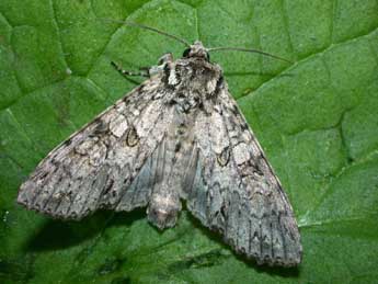 Polia nebulosa Hfn. adulte - �Philippe Mothiron