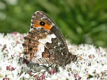 Hipparchia neomiris God. adulte - �Herv� Guyot