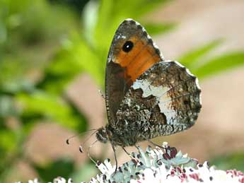 Hipparchia neomiris God. adulte - �Herv� Guyot