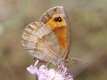 Erebia neoridas Bsdv. adulte - �Fran�ois Fournier