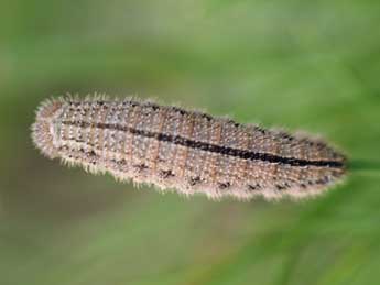  Chenille de Erebia neoridas Bsdv. - �Tristan Lafranchis