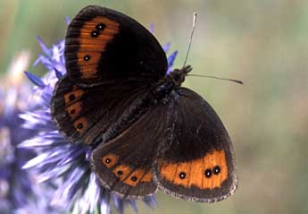 Erebia neoridas Bsdv. adulte - �Tristan Lafranchis