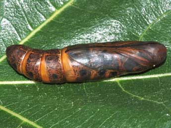  Chrysalide de Daphnis nerii L. - �St�phane Grenier