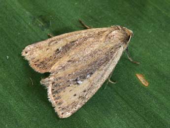 Archanara neurica Hb. adulte - �Yann Baillet