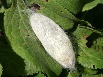  Chrysalide de Malacosoma neustria L. - �Serge Wambeke