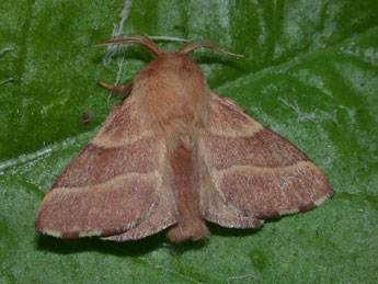 Malacosoma neustria L. adulte - �Philippe Mothiron