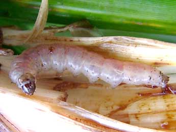  Chenille de Phragmatiphila nexa Hb. - �J�r�my Lebrun