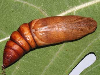  Chrysalide de Hyles nicaea Prun. - �St�phane Grenier