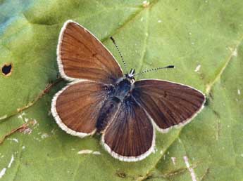 Aricia nicias Meig. adulte - �Daniel Morel