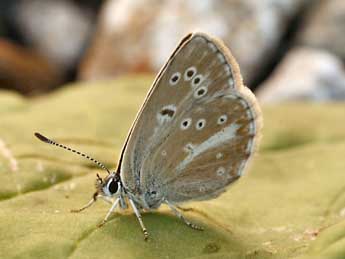 Aricia nicias Meig. adulte - �Daniel Morel