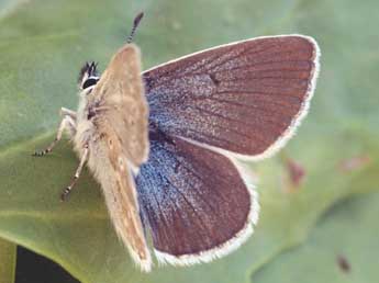 Aricia nicias Meig. adulte - �Daniel Morel