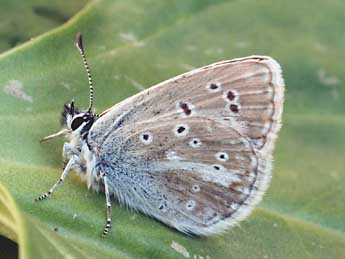 Aricia nicias Meig. adulte - �Daniel Morel