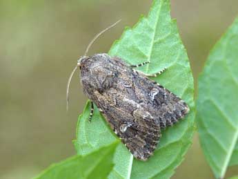 Luperina nickerlii Frr adulte - �David Demerges