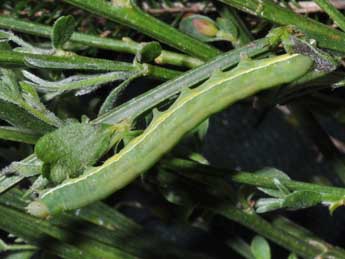  Chenille de Aporophyla nigra Hw. - �Philippe Mothiron