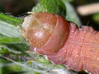  Chenille de Aporophyla nigra Hw. - �Philippe Mothiron