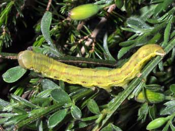  Chenille de Aporophyla nigra Hw. - �Philippe Mothiron