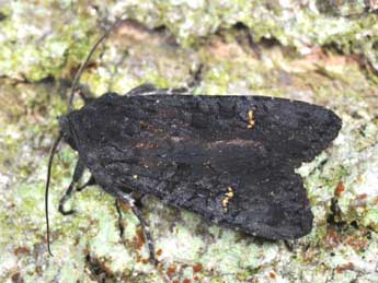 Aporophyla nigra Hw. adulte - �Philippe Mothiron