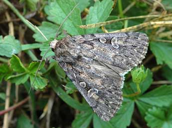 Dichagyris nigrescens H�fner adulte - �David Demerges