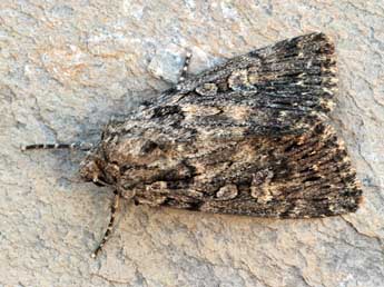 Dichagyris nigrescens H�fner adulte - �Daniel Morel