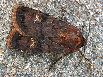 Euxoa nigricans L. adulte - �Daniel Morel