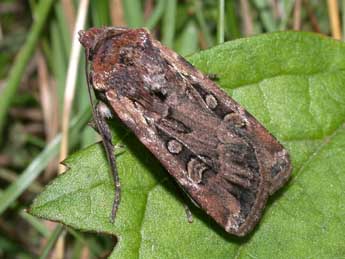 Euxoa nigrofusca Esp. adulte - �Philippe Mothiron