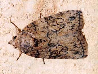 Garella nilotica Rogenhofer adulte - �Philippe Geniez