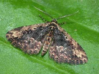 Parascotia lucasammuti Yela & al. adulte - �Philippe Mothiron