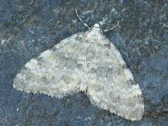 Entephria nobiliaria H.-S. adulte - �Daniel Morel