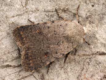 Caradrina aspersa Rbr adulte - �Daniel Morel