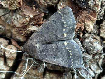 Nodaria nodosalis H.-S. adulte - �Daniel Morel