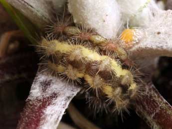  Chenille de Jordanita notata Z. - �Daniel Morel