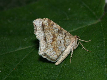 Macaria notata L. adulte - �Philippe Mothiron