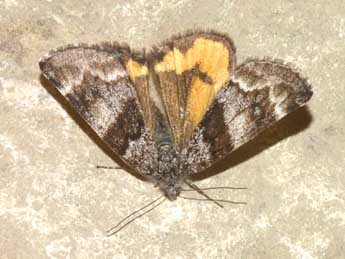 Boudinotiana notha Hb. adulte - �Lionel Taurand