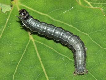  Chenille de Boudinotiana notha Hb. - �Philippe Mothiron