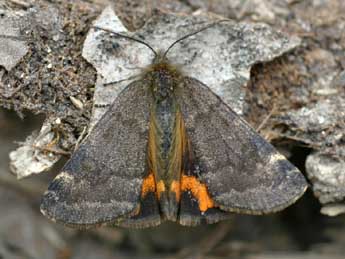 Boudinotiana notha Hb. adulte - �Daniel Morel