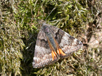 Boudinotiana notha Hb. adulte - �Philippe Mothiron