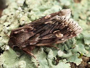 Brachionycha nubeculosa Esp. adulte - �Daniel Morel