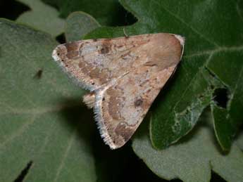 Heliothis nubigera H.-S. adulte - �Philippe Mothiron