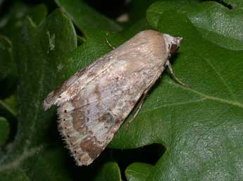Heliothis nubigera H.-S. adulte - �Philippe Mothiron