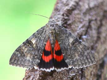 Catocala nupta L. adulte - �Daniel Morel