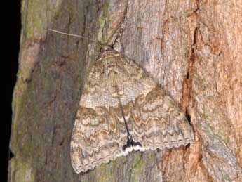 Catocala nupta L. adulte - �Philippe Mothiron