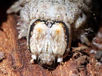  Chenille de Catocala nupta L. - �Serge Wambeke