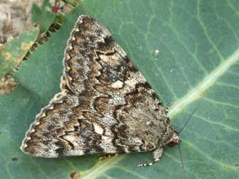 Catocala nymphaea Esp. adulte - �Daniel Morel