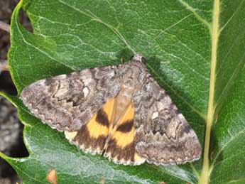 Catocala nymphaea Esp. adulte - �Philippe Mothiron