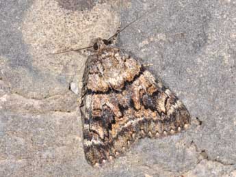 Catocala nymphagoga Esp. adulte - �Philippe Mothiron