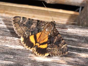 Catocala nymphagoga Esp. adulte - �Philippe Mothiron