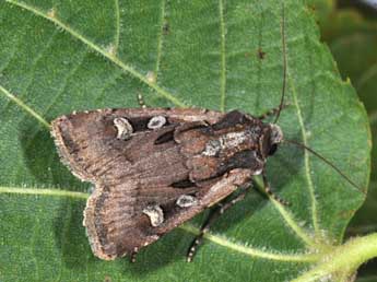 Euxoa obelisca D. & S. adulte - �Philippe Mothiron